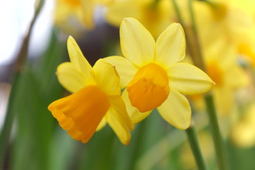 Narcissus yellow flower