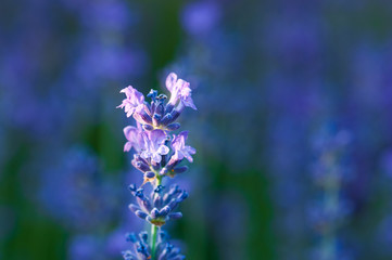 Obraz premium Artistic Lavender angustifolia, lavandula blossom in herb garden in evening sunlight, sunset