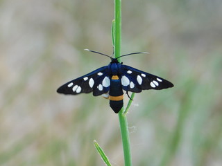 Rural or village dipper. Black butterfly sitting on a blade of grass