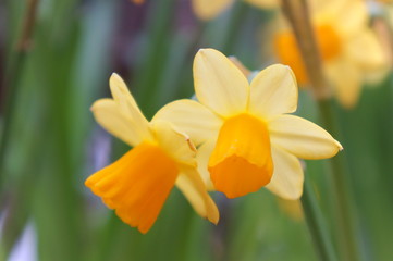Narcissus yellow flower