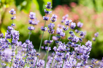 Lavender angustifolia, lavandula blossom in herb garden in morning sunlight