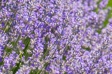 Lavender angustifolia, lavandula blossom in herb garden in morning sunlight