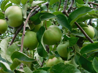 green apples grow on the tree