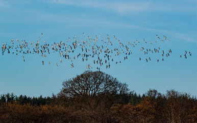 many birds flying in the wooden top but blue sky