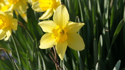 Narcissus yellow flower