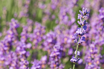 Naklejka premium Lavender angustifolia, lavandula blossom in herb garden in morning sunlight
