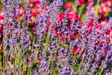 Lavender angustifolia, lavandula blossom in herb garden in morning sunlight