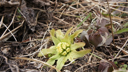 butterbur to bud