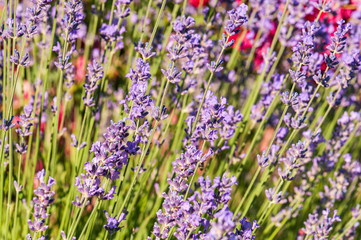 Obraz premium Lavender angustifolia, lavandula blossom in herb garden in morning sunlight
