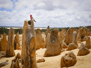 Pink and grey Galah (Coackatoo) in the Pinnacles desert in Australia, Naumburg National Park