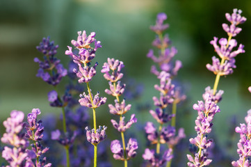 Lavender angustifolia, lavandula blossom in herb garden in morning sunlight