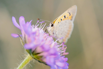 Close-up detailed photo of an orange colored butterfly on a purple wildflower