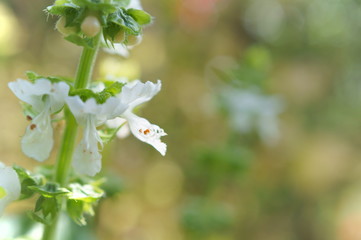 Basil green herb flower
