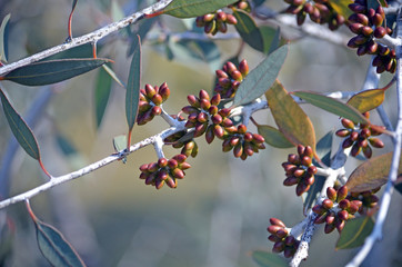 Flower buds of the Desmond Mallee, Eucalyptus desmondensis, family Myrtaceae. Endemic to Mount Desmond near Ravensthorpe in Western Australia.