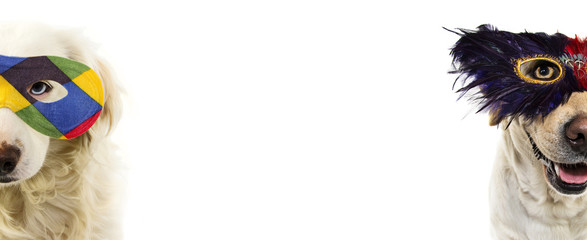 DOG  CARNIVAL OR MARDI GRAS FEATHER MASK. FUNNY LABRADOR WITH A PLUME EYEMASK. ISOLATED SHOT AGAINST WHITE BACKGROUND.