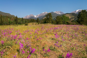 Obraz premium Wildflowers Rocky National Park Landscape 