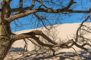 DUNE DU PILAT (Bassin d'Arcachon, France)