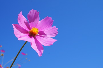 Cosmos flower fall Autumn