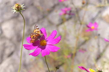 Cosmos flower fall Autumn