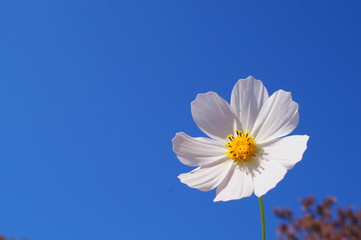 Cosmos flower fall Autumn