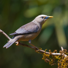Blyth's Starling perched on a branch