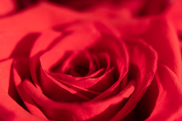 Red rose macro