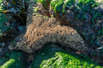 BASSIN D'ARCACHON (France), algues et coquillages