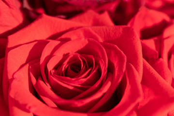 Red rose macro