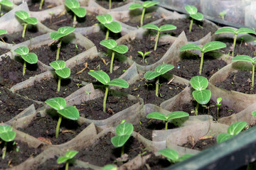 Growing cucumber seedlings. Seedlings in boxes, growing in a greenhouse, February, March. 