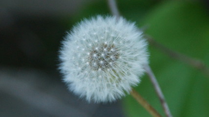 Fototapeta premium Nasiona mniszka lekarskiego