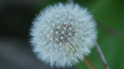 Dandelion Fluff seed