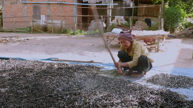 Manual crushing of dried beans with a wooden stick (close-up)	