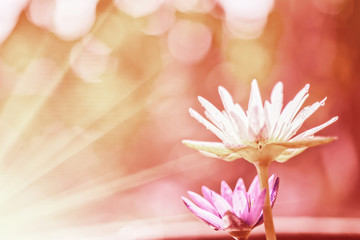 couple two-color lotus flower and background with sparkling, col © yongyut