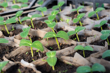 Growing cucumber seedlings. Seedlings in boxes, growing in a greenhouse, February, March. 