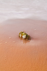 crab on the beach