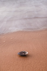shell on the beach