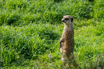 Meerkat