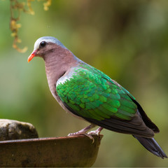 Emerald Dove drinking water