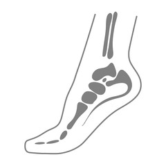 Human Foot With Bones, Leg Icon Isolated On A White Background. Orthopedics, Organs Concept.