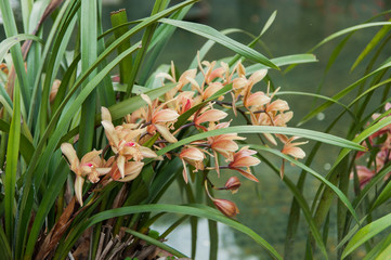 Cymbidium tracyanum orchid flowers in garden