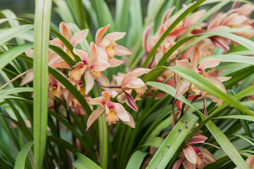 Cymbidium tracyanum orchid flowers in garden