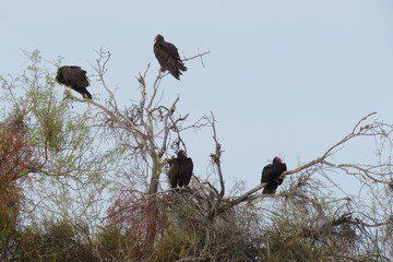 birds Joshua Tree National Park USA