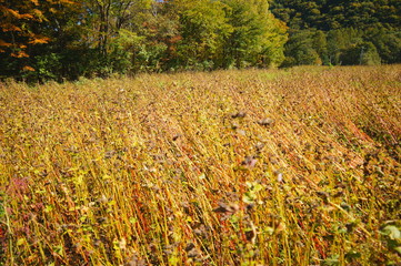 Obraz premium Buckwheat seed field autumn