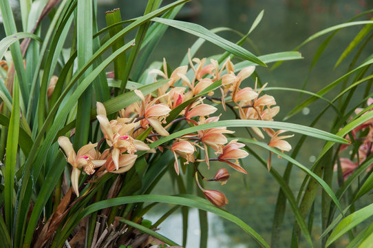 Cymbidium tracyanum orchid flowers in garden