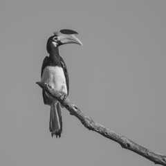 Oriental pied Hornbill perched on a branch
