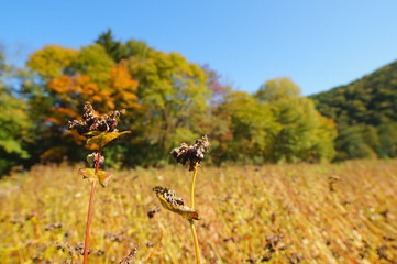 Fototapeta na wymiar Buckwheat seed field autumn