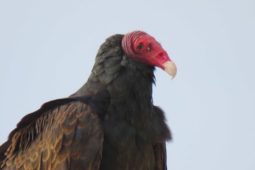 bird Joshua Tree National Park USA