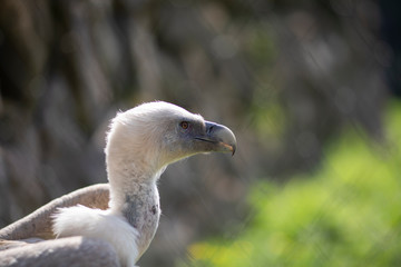 Vulture