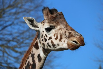 Girafe