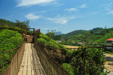 Fototapeta na wymiar Tea plantation background, Munnar, India.